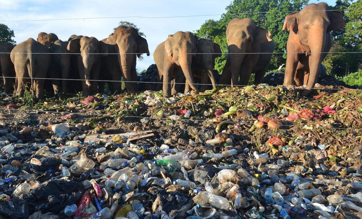 Habitat loss has driven Asian elephants, like these foraging at a garbage dump in Sri Lanka, into human areas. <a href="https://www.gettyimages.com/detail/news-photo/in-this-photograph-taken-on-may-11-wild-elephants-rummage-news-photo/958346764" rel="nofollow noopener" target="_blank" data-ylk="slk:Lakruwan Wanniarachchi/AFP via Getty Images;elm:context_link;itc:0;sec:content-canvas" class="link ">Lakruwan Wanniarachchi/AFP via Getty Images</a>