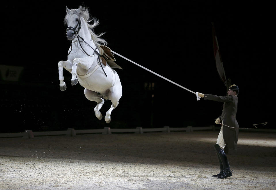 Riders and their horses of the Spanish Riding School of Vienna