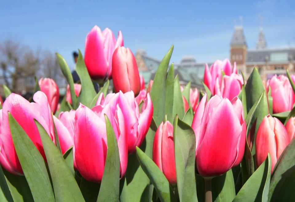 Tulip Flowers Festival in Amsterdam