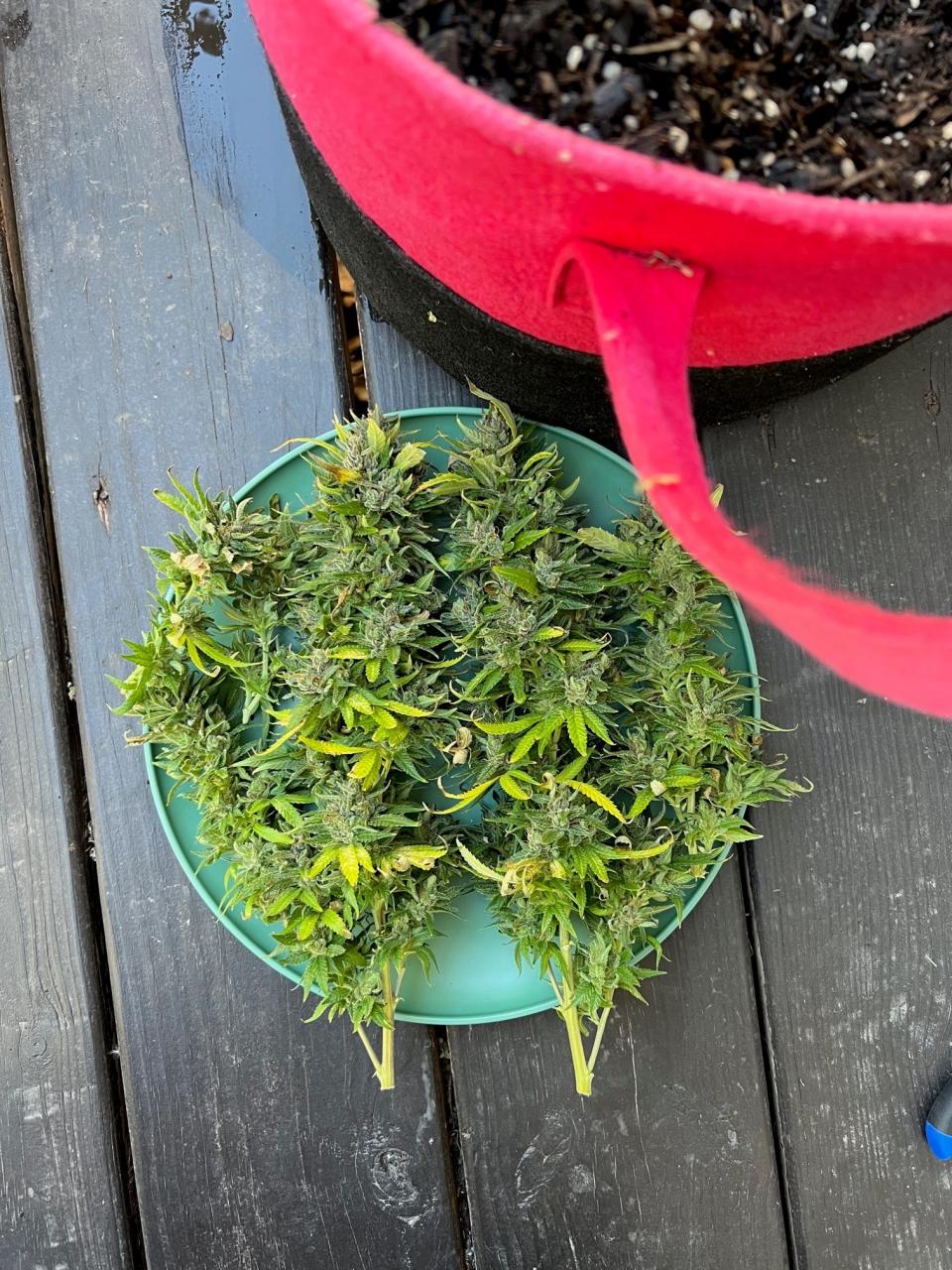 Marijuana plant clippings sit on a plate on Cecil Cornish's porch in Joplin. Cornish planted his first marijuana plants in February 2022 and harvested about four ounces in October 2022.