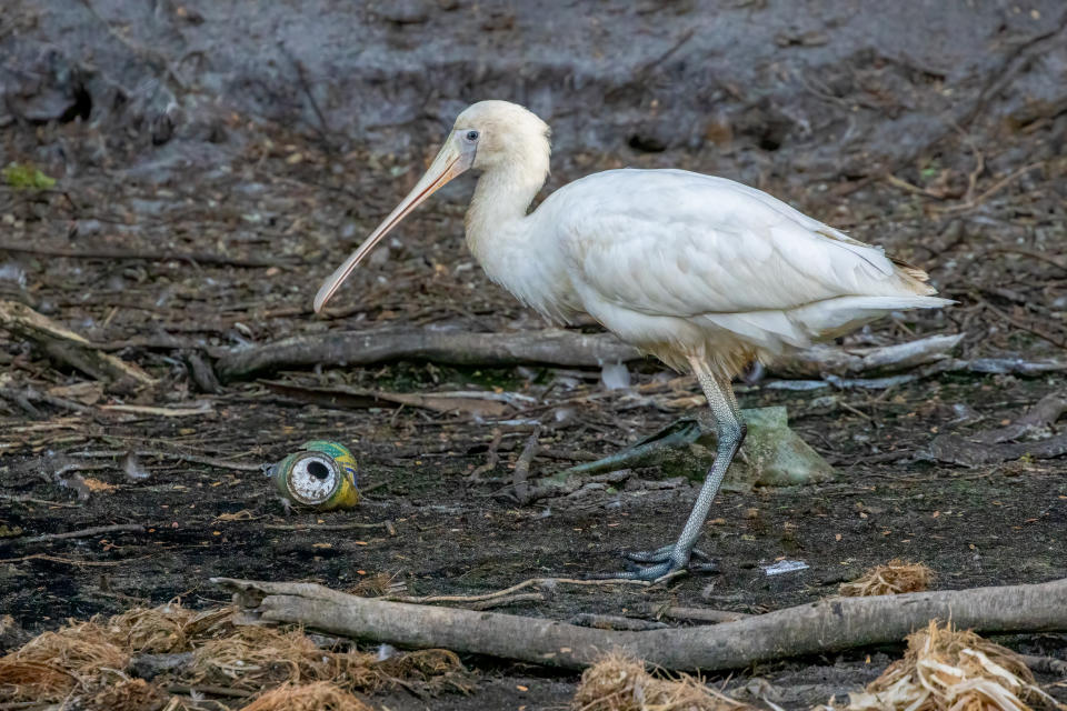 A spoonbill on land with a can on the ground nearby. 