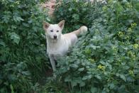 <p>Canaan dogs hold the title of Israel's national dog, and they happen to be one of the AKC's oldest breeds. These clever pups generally only require moderate amounts of <a rel="nofollow noopener" href="https://www.goodhousekeeping.com/life/pets/advice/a16598/pet-exercise/" target="_blank" data-ylk="slk:exercise;elm:context_link;itc:0;sec:content-canvas" class="link ">exercise</a>, but they're happy to go on long runs and hikes with you. </p>