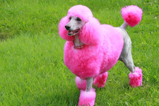 Poodle