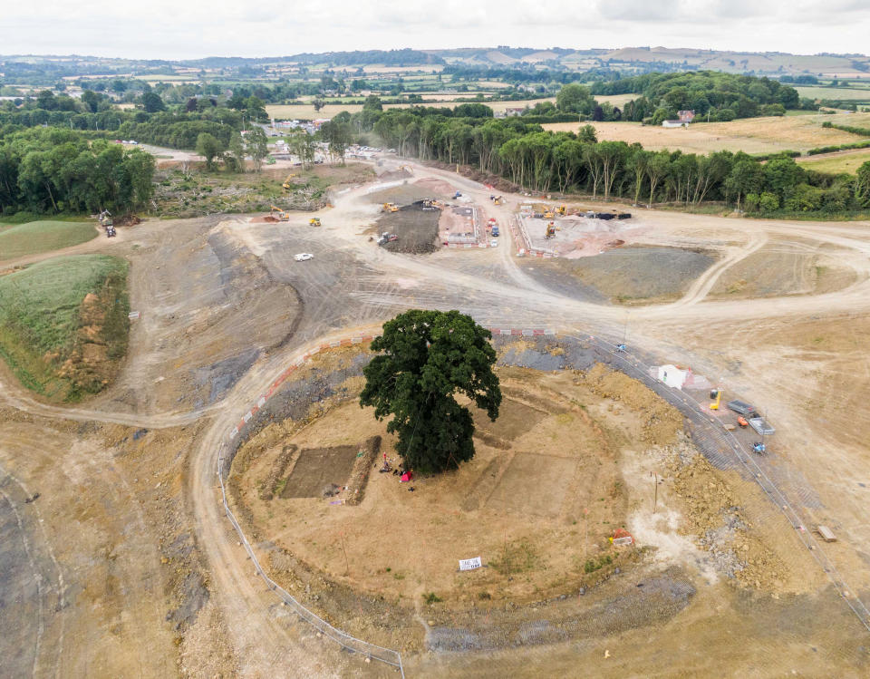 The ancient Oak near Queen Camel in Somerset. The rest of the area has been cleared for the construction of the road. (SWNS)