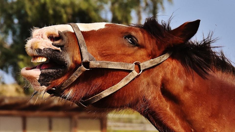 The Ingenious '1 Horsepower Bike'