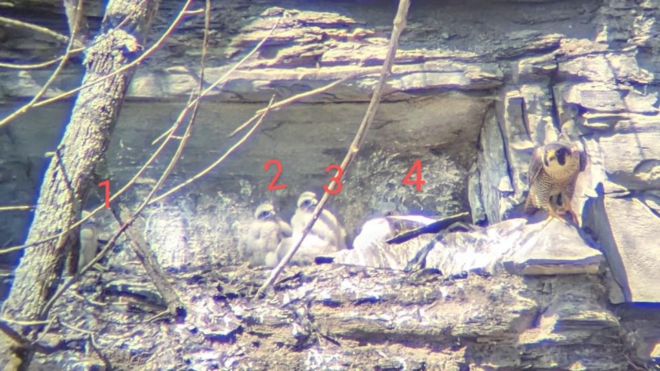 Peregrine Falcons are nesting in the gorge of Stony Brook State Park in Steuben County for the first time on record, according to the New York State Office of Parks, Recreation and Historic Preservation.
