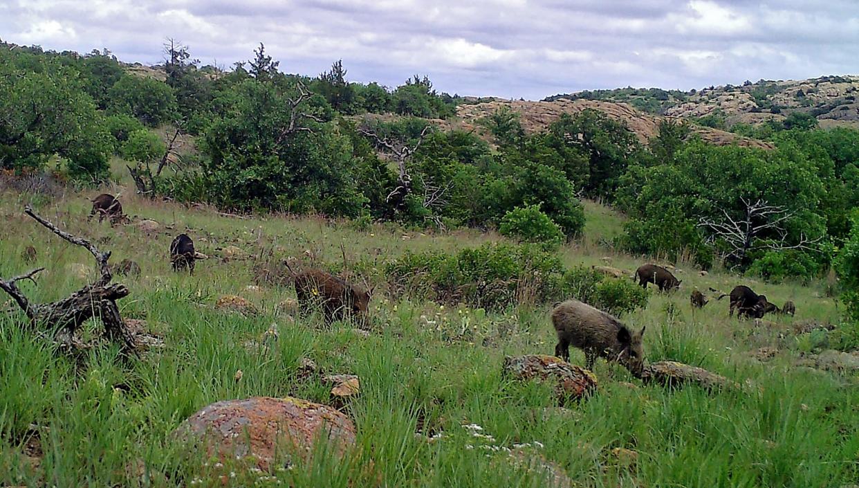 Feral hogs were almost unheard of in Oklahoma 40 years ago but can now be found all over the state. They cause an estimated $1.5 billion in economic damages annually across the U.S.