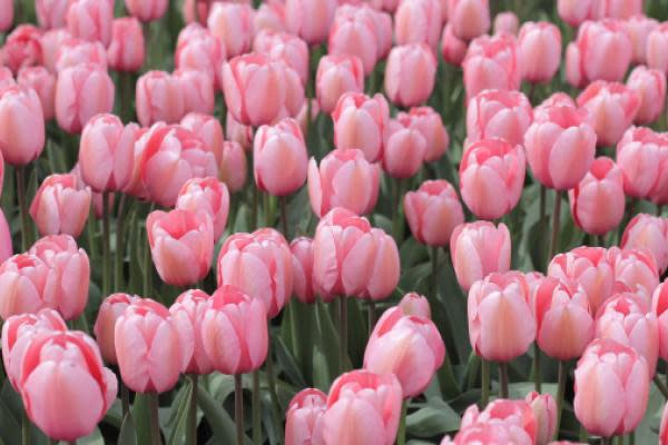 Tulip Mania And The Multimillion-Dollar Industry Behind The World's New  Most Popular Flower