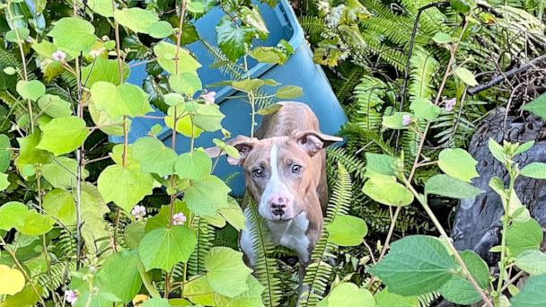 PHOTO: The Orange County Sheriff’s Office in Florida received a call from a witness who found a dog that had been abandoned near a bridge after reportedly being thrown from a moving car and flagged down police for help on Wednesday, Sept. 21, 2022. (Orange County Animal Services / Facebook)