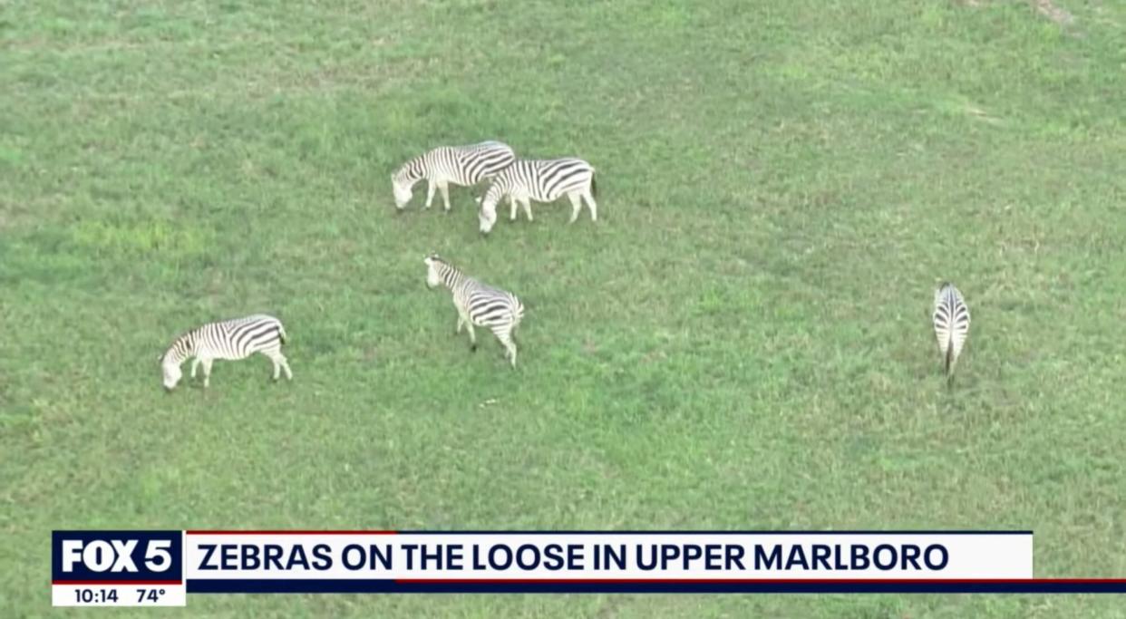 Zebras reportedly on the loose in Prince George's County after escaping from farm