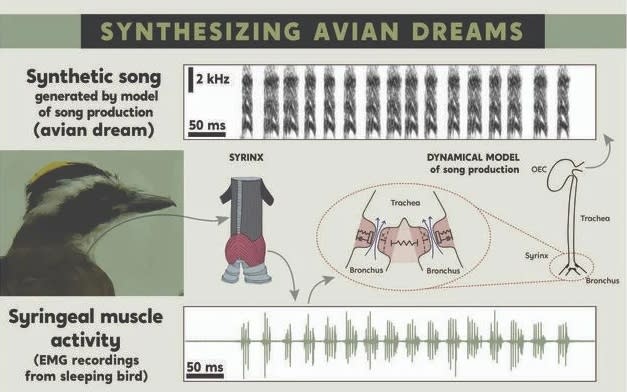 鳥類在睡眠期間的聲帶肌肉活動可以被轉譯成合成歌聲。（圖／ Romina Kuppe and Ana Amador cc By4.0）