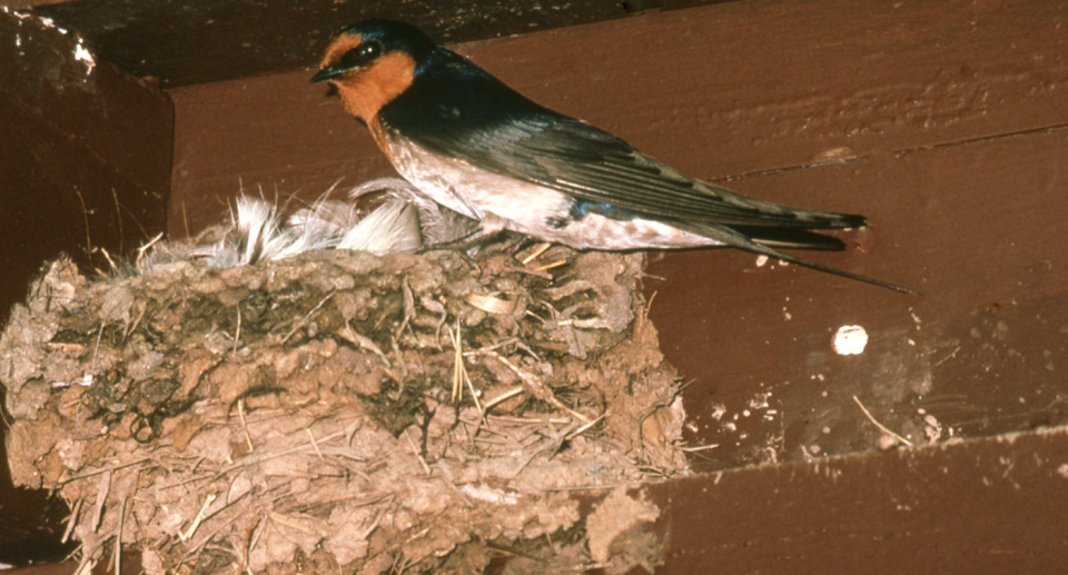 The welcome swallow is seen here, as the Cumberland Resort abandons plans to kill a colony which occupies its car park. 