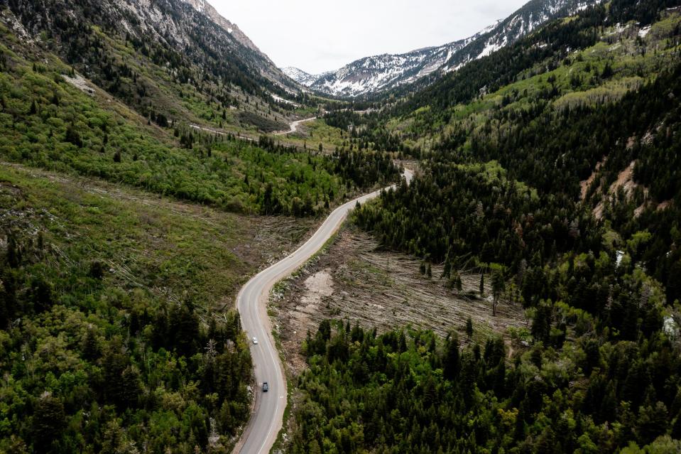 Hundreds of trees that were flattened by an avalanche in the Maybird Gulch slide path in Little Cottonwood Canyon in Salt Lake County are pictured on Thursday, June 1, 2023. | Spenser Heaps, Deseret News