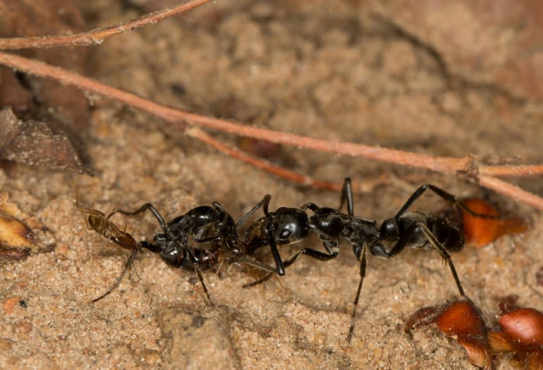 After hunting raids, while some of the ants return home with their dead termite prey, others scuttle around the battlefield looking for injured colleagues