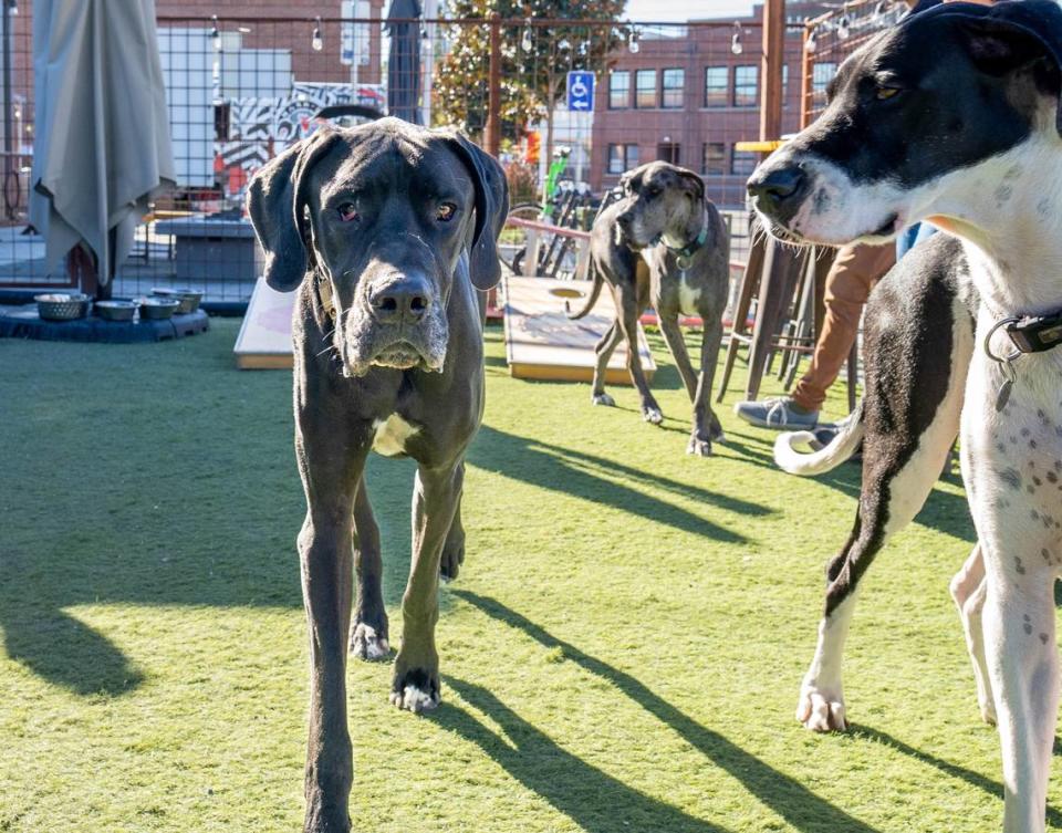 Horace, 2, meets other dogs during the Sacramento Great Danes Facebook group meet-up at SacYard Community Tap House and Beer Garden on Sunday, Nov. 19, 2023.