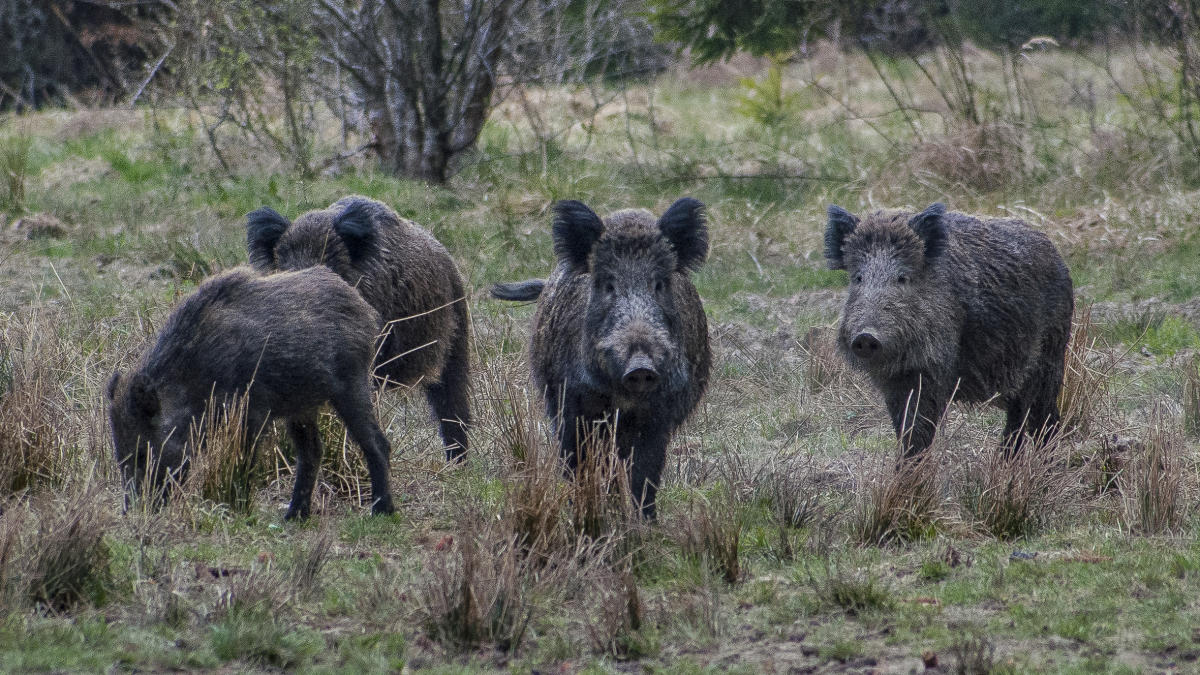 Italian gangsters' $30,000 stash of cocaine eaten by wild boars