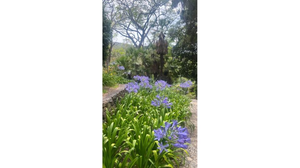 Carrie also showed off the vibrant purple flowerd inside her walled garden