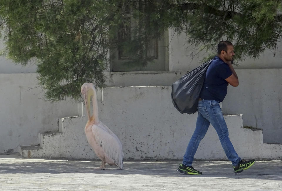 In this Saturday, June 7, 2020 photo, a worker walks past a pelican in the main town of the Greek island of Mykonos, Greece. Business owners and locals officials on the Greek holiday island of Mykonos, a popular vacation spot for celebrities, club-goers, and high rollers, say they are keen to reopen for business despite the risks of COVID-19 posed by international travel. Greece will officially launch its tourism season Monday, June 15, 2020 after keeping the country's infection rate low. (AP Photo/Derek Gatopoulos)