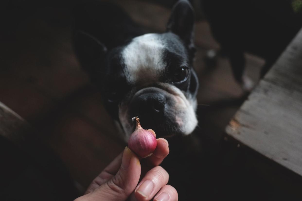 boston terrier look at red onion which is a forbidden food for dog