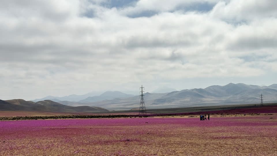 The desert blooms every couple of years when rainfall and temperatures are the right levels to awaken the dormant seeds. - Rodrigo Gutierrez/Reuters