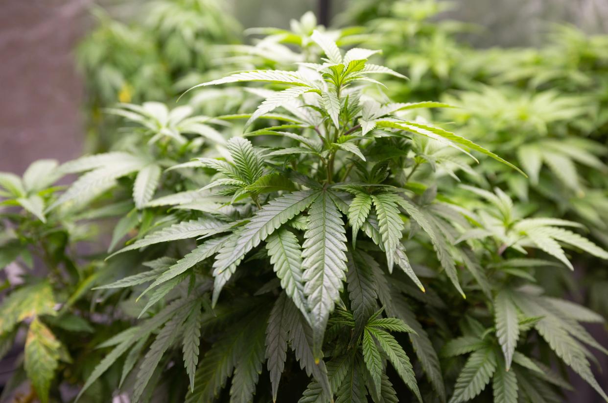 Marijuana plants are shown at the Cleveland School of Cannabis in Independence.