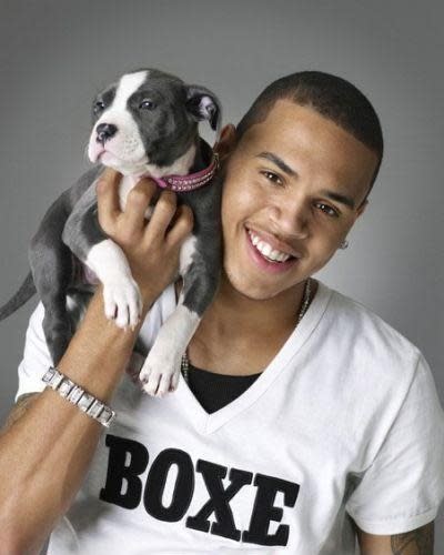 chris brown and pit bull puppy