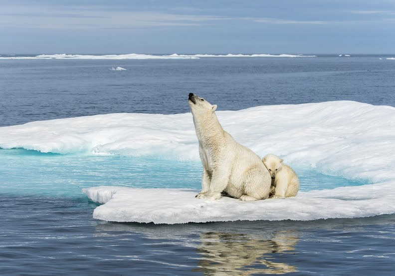 海冰面積不斷縮小，北極熊母親正在努力養活它的幼崽。BBC Earth