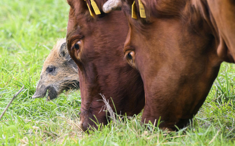 Wild boar "Frida" eats next to two cows on a pasture near the river Weser in the district of Holzminden, Germany, Thursday, Sept. 29, 2022. A cow herd in Germany has gained an unlikely following, after adopting a lone wild boar piglet. Farmer Friedrich Stapel told the dpa news agency that he spotted the piglet among the herd in the central German community of Brevoerd about three weeks ago. It had likely lost its group when they crossed a nearby river. ( Julian Stratenschulte/dpa via AP)