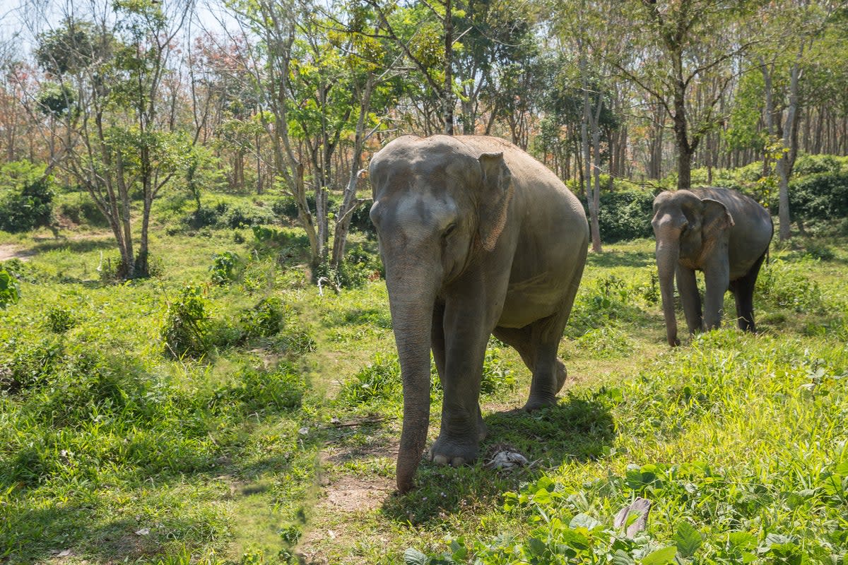 See elephants roam free in the Khao Sok National Park near Phuket (Getty Images/iStockphoto)
