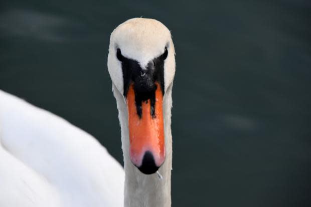 Western Telegraph: Cisne en Neyland Marina.  Imagen: David Cantón