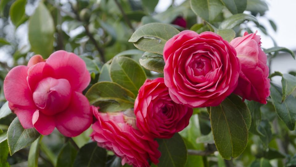 red camellia flowers for the fall