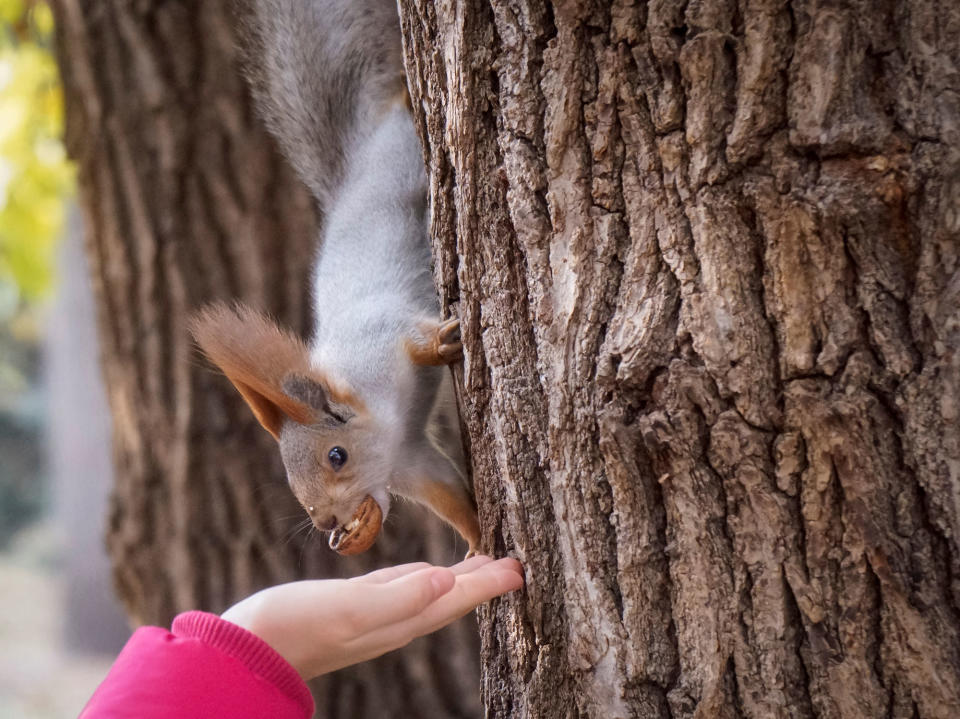 Feeding a squirrel in Kazakhstan