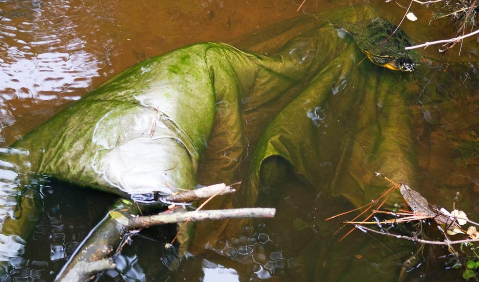 A turtle (upper right) floats above a sunken sleeping bag in the stream at Glenwood Park. The town of Cinco Bayou plans to spend more than $500,000 in state and federal money to improve stormwater runoff through the park.