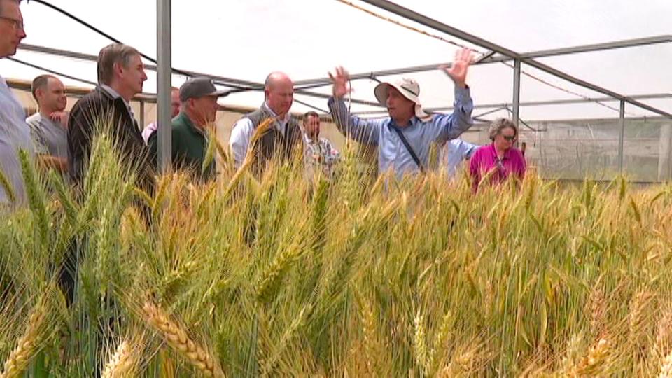 Roi Ben-David, a research scientist at the Volcani Institute, center right, shows new types of wheat being researched in Israel to Utah’s delegation on Wednesday, March 29, 2023. | Ben Winslow, FOX 13 News