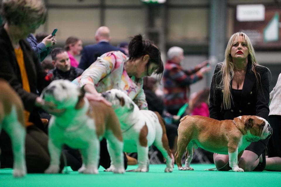 English Bulldogs in the showing during the first day of the Crufts Dog Show at the National Exhibition Centre (NEC) in Birmingham. Picture date: Thursday March 7, 2024.
