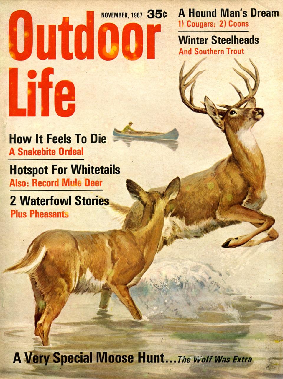 ­November 1967: If OL has an iconic cover scene, this is it: a trophy critter with a hunter in the background.