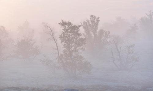 Foggy trees