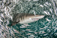 <p>Dutzende Sandtigerhaie haben ihre Heimat an der Küste von North Carolina, USA. Der Unterwasser-Fotograf Joseph Tepper nahm dieses Foto beim Tauchen auf. Sandtigerhaie halten sich gerne in flachen Gewässern in Küstennähe, aber auch bei Korallen- und Felsriffen in küstenferneren Gebieten auf. Dort ernähren sie sich dann hauptsächlich von Fischen. (Bild: Caters News/Joseph Tepper) </p>