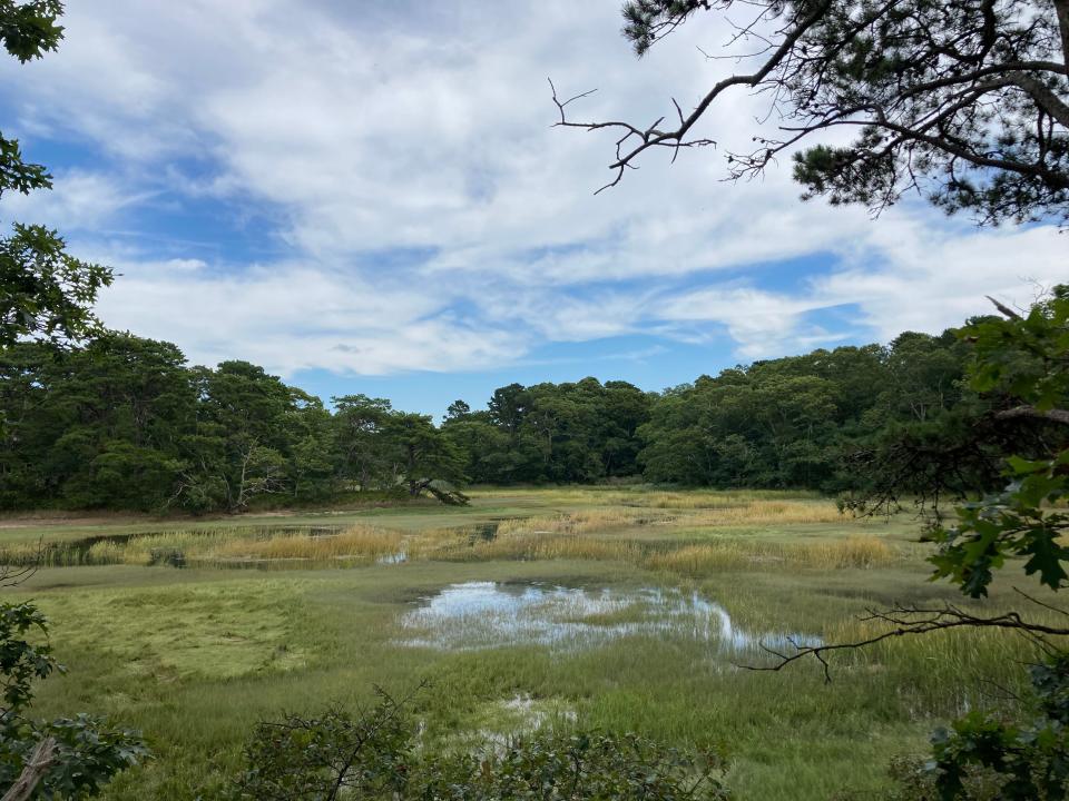 Marsh view along the Fresh Brook Pathway at the Mass Audubon Wellfleet Bay Wildlife Sanctuary.