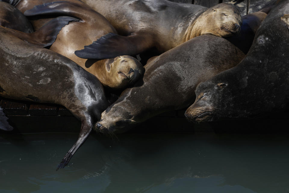 Sea lions sunbathe on a raft along Pier 39, Thursday, May 2, 2024, in San Francisco. (AP Photo/Godofredo A. Vásquez)