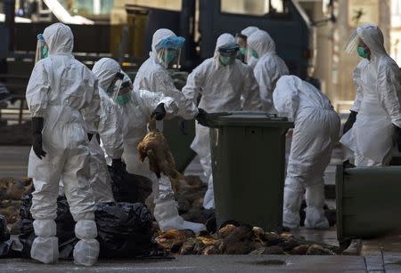 Health workers pack dead chickens into trash bins at a wholesale poultry market in Hong Kong December 31, 2014. REUTERS/Tyrone Siu