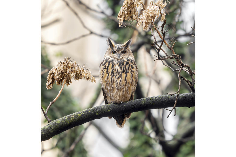 This photo provided by Jacqueline Emery shows Flaco the owl in a courtyard, Dec. 28, 2023, on New York's Upper West Side. To the surprise of many experts, Flaco is thriving in the urban wilds. An apex predator with a nearly 6-foot (2meter) wingspan, he has called on abilities some feared he’d lost after a lifetime in captivity, gamely exploring new neighborhoods and turning up unexpectedly at the windows of New Yorkers. (Courtesy Jacqueline Emery via AP)