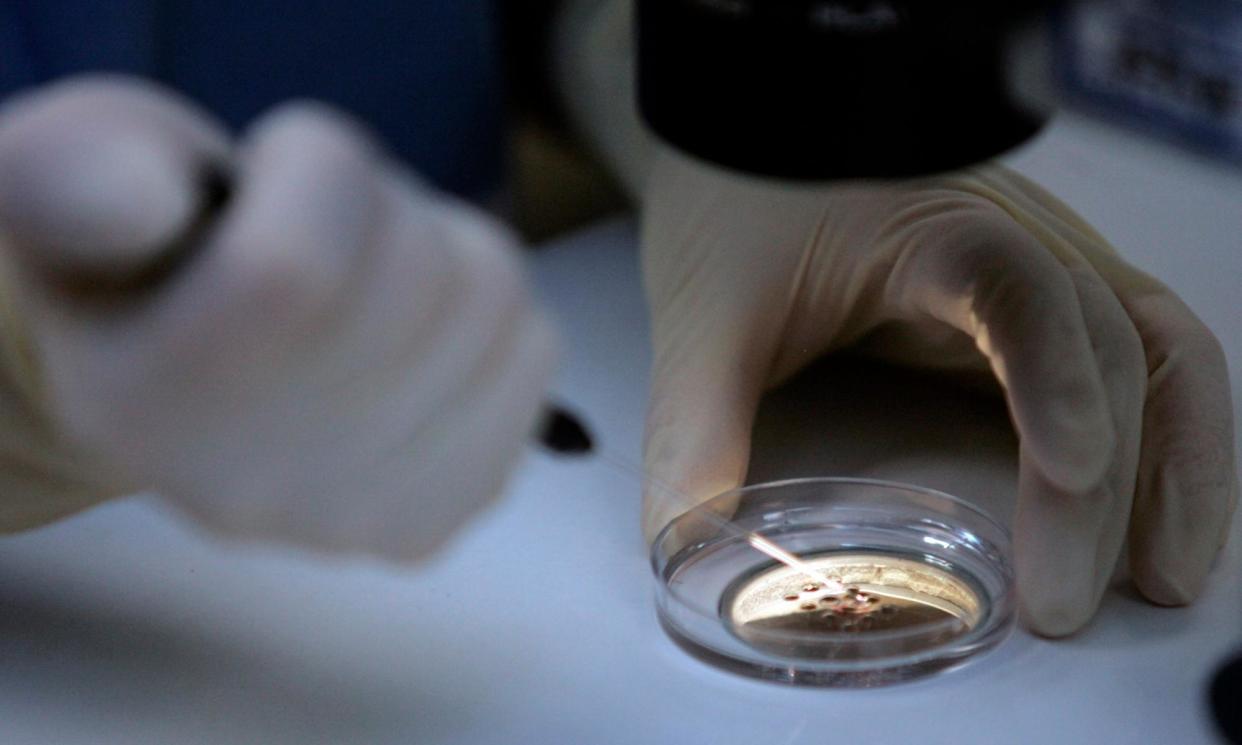 <span>Embryos created before they are placed under a microscope for fertilization. </span><span>Photograph: San Francisco Chronicle/Hearst Newspapers/Getty Images</span>