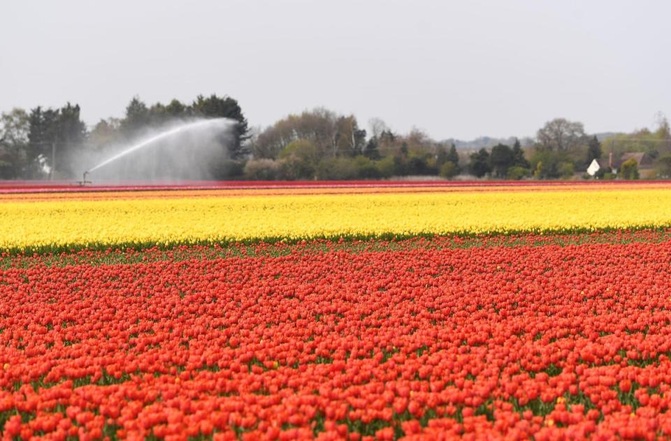 This particular field grows 37 varieties of Tulip and supplies supermarkets with more than 20 million of the flowers per year (PA)