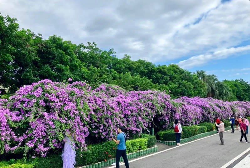 泰山區楓樹里河堤附近的蒜香藤廊道（圖片來源：新北市景觀處）