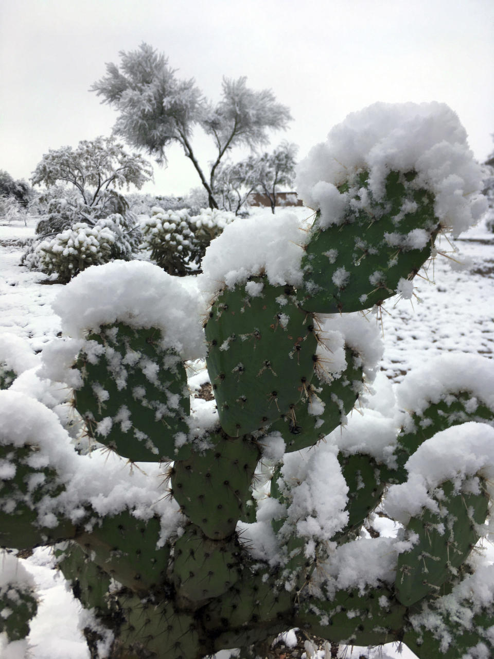 Snow partially covers a cactus outside of Tucson near Vail, Ariz., Wednesday, Jan. 2, 2018. Southern Arizona and other parts of the Southwest are seeing unusually cold temperatures as a winter storm moves through the region. (Jessica Howard via AP)