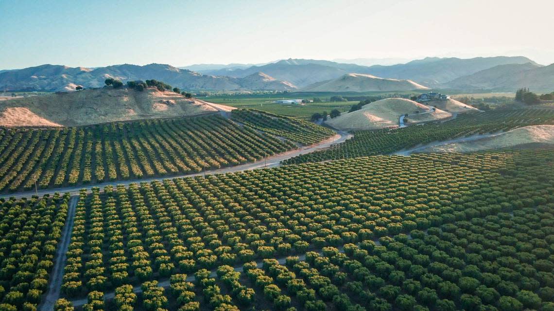 The central San Joaquin Valley is one of the largest citrus-growing regions in the world, with Tulare County producing 40% of the state’s crop.