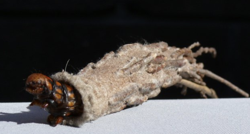 The Saunders' case moth. Source: Australian Museum. 
