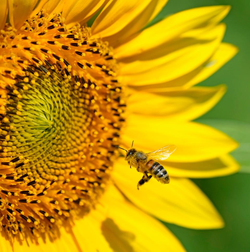 Bees are a great source of pollination for sunflowers. Thompson Strawberry Farms in Bristol is a popular place to visit to see sunflowers during the late summer months.