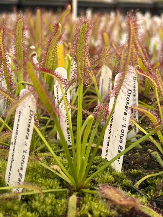 This undated image provided by California Carnivores shows young Cape sundew (Drosera capensis) plants. (California Carnivores via AP)